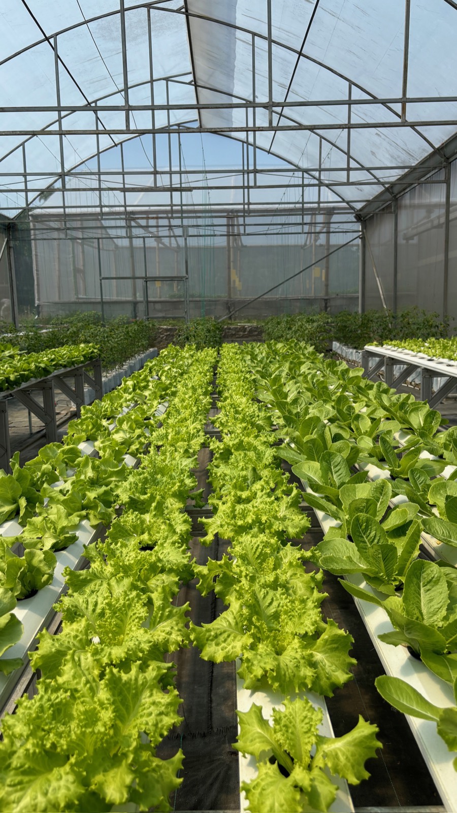 FLORIN greenhouse gallery